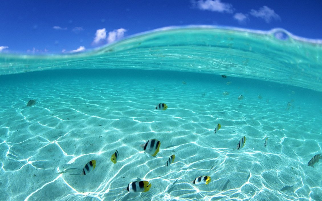 Download Wallpaper Beautiful fishes in the crystal ocean water