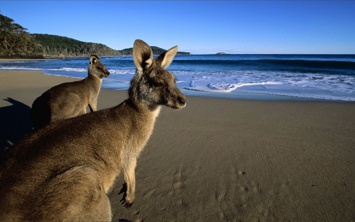 Download Wallpaper Two big kangaroo at the seaside - HD wallpaper