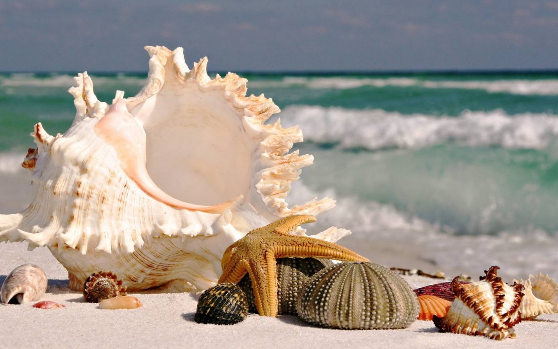 Download Wallpaper Starfishes and shells on the beach - HD beautiful wallpaper