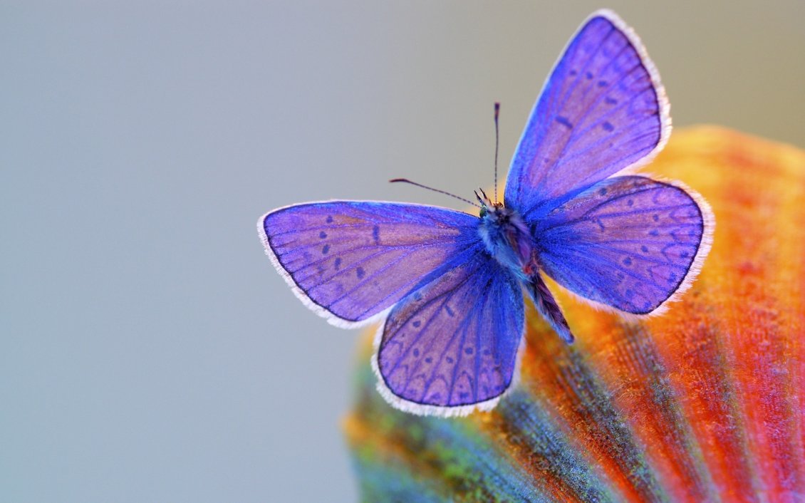 Download Wallpaper Blue butterfly on a shell - Macro wallpaper
