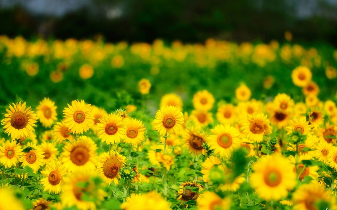 Download Wallpaper Yellow field full with sunflowers