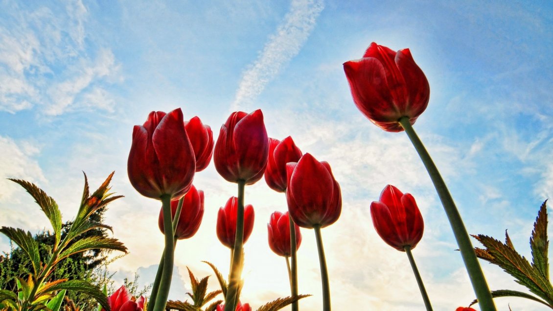 Download Wallpaper Red tulips in a beautiful day - HD wallpaper