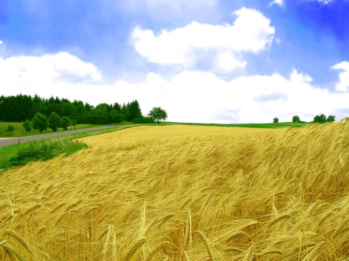 Download Wallpaper Golden wheat field toppled by wind - HD wallpaper