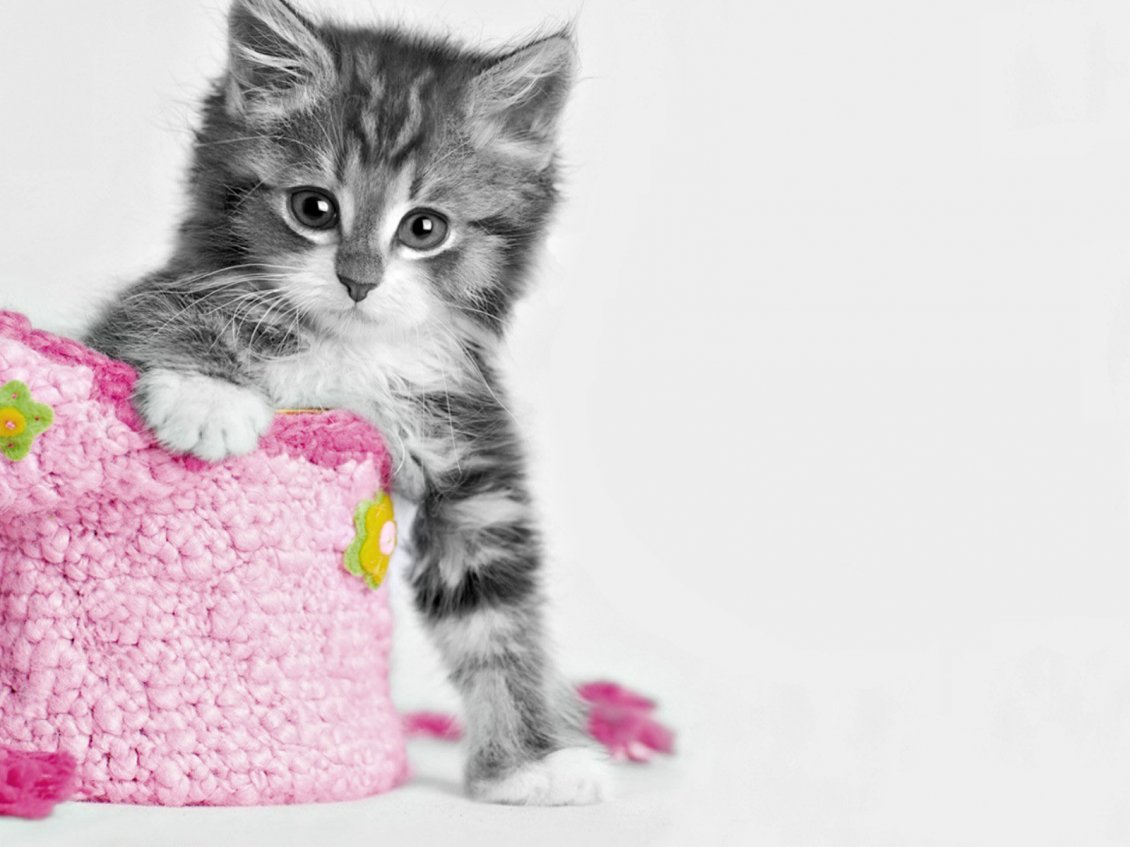 Download Wallpaper Sweet little cat and a pink bag - HD wallpaper