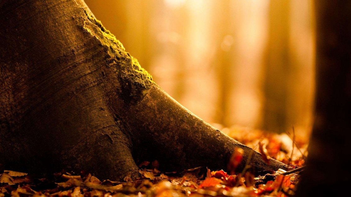 Download Wallpaper Tree trunk - Macro Autumn season wallpaper