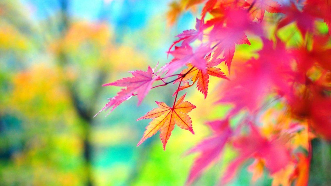 Download Wallpaper Colorful Autumn season - macro branch of tree