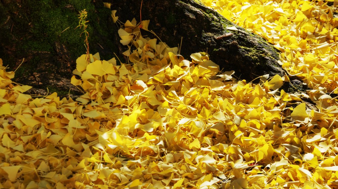 Download Wallpaper Lots of yellow leaves - Autumn carpet