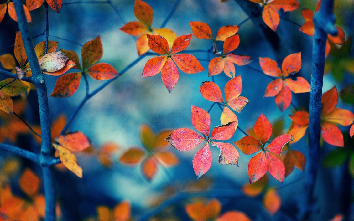 Download Wallpaper Small Autumn leaves - Blurry wallpaper