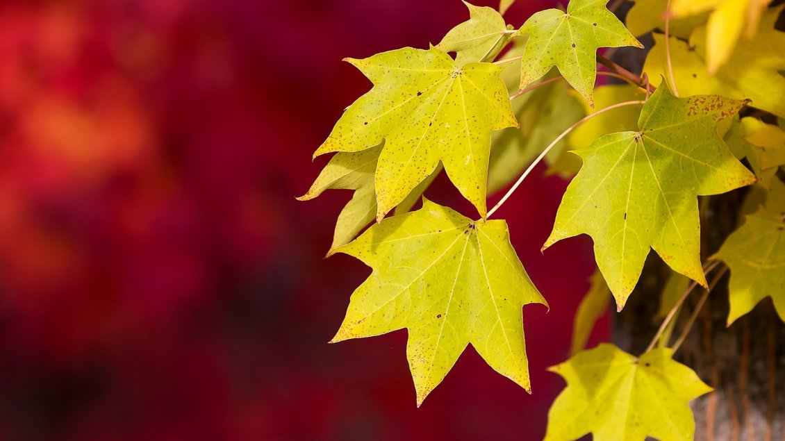 Download Wallpaper Yellow Autumn leaves on a red background