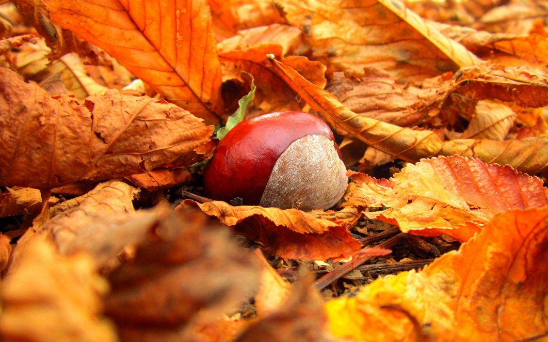 Download Wallpaper One wild chestnut in the Autumn carpet of leaves
