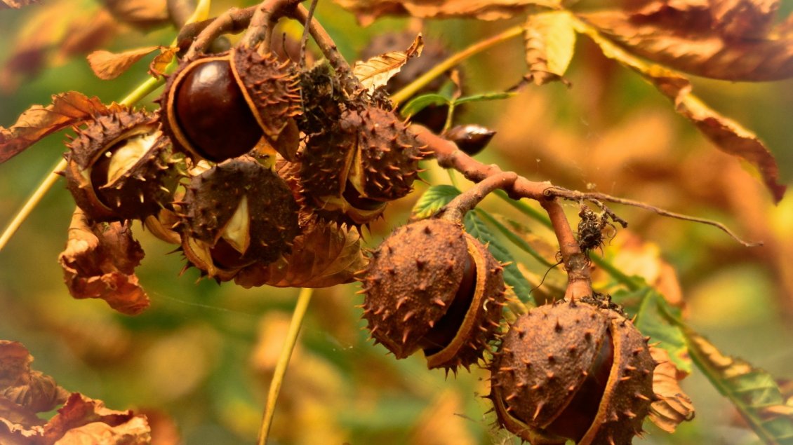 Download Wallpaper Delicious chestnuts in the tree - HD wallpaper