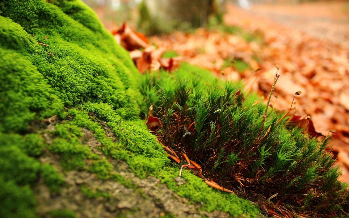 Download Wallpaper Wonderful green moss and Autumn leaves in the background