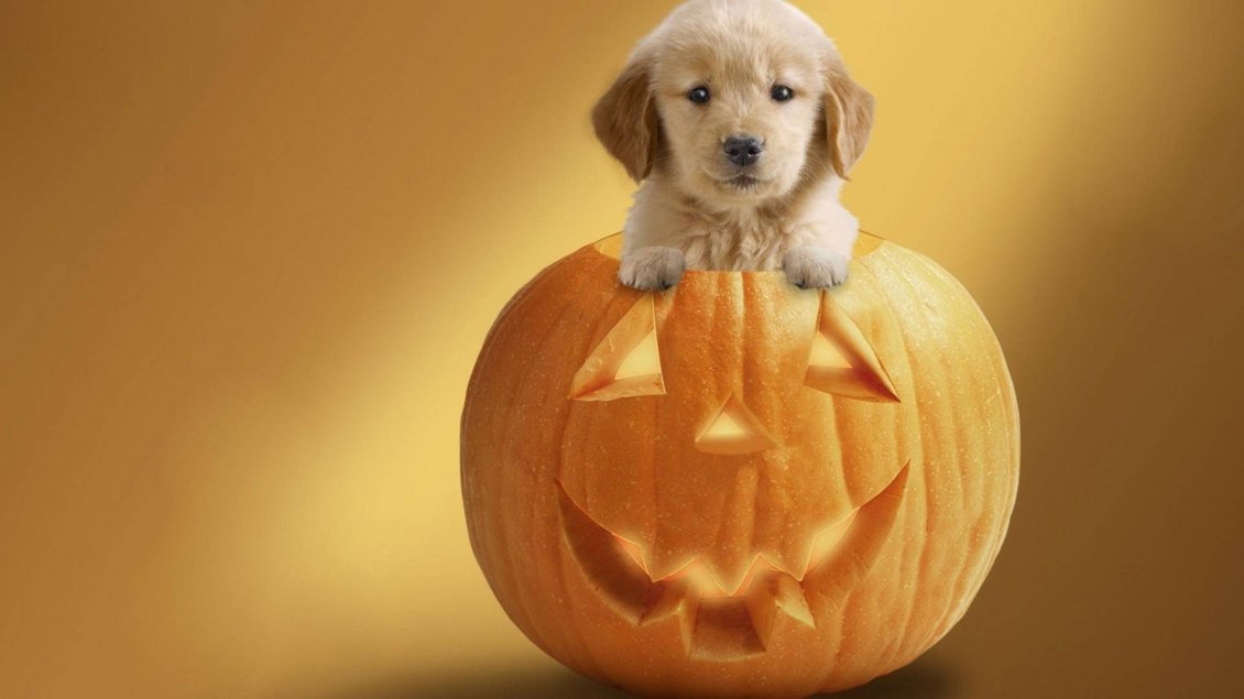 Download Wallpaper Sweet little puppy in a Halloween pumpkin - HD wallpaper