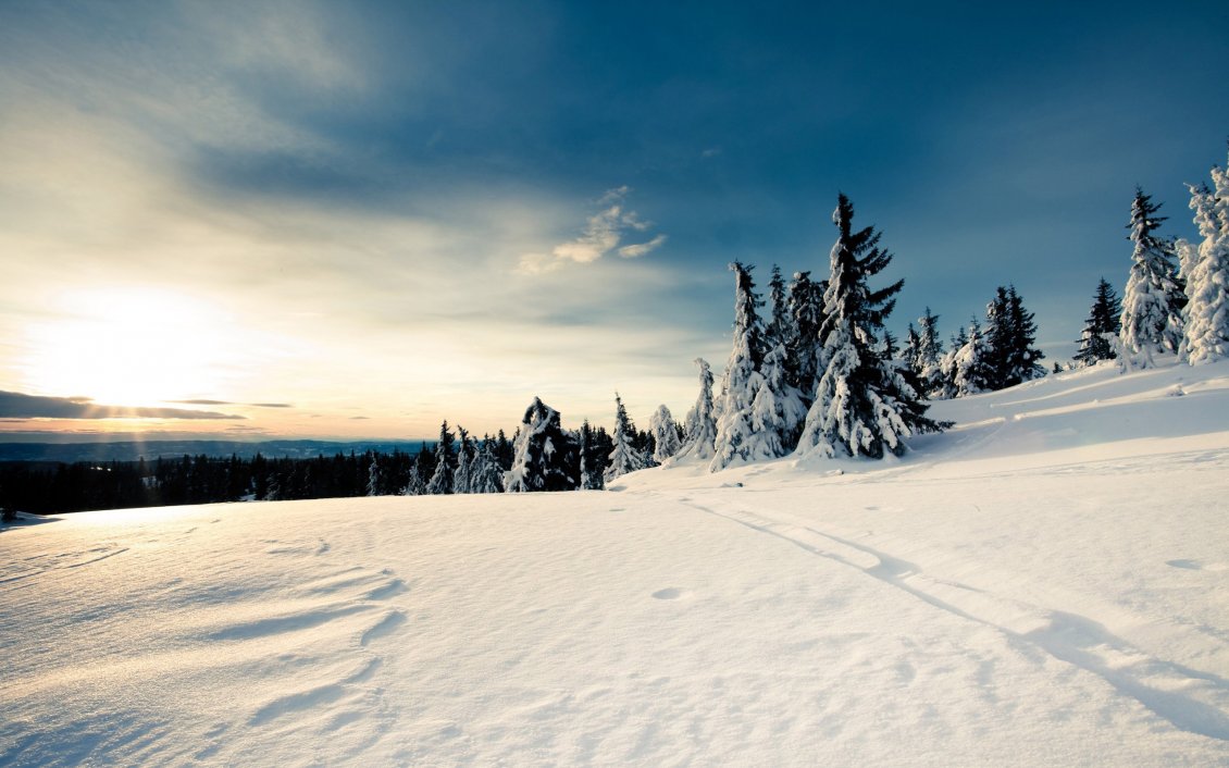 Download Wallpaper White wonderful winter season - trees full with snow