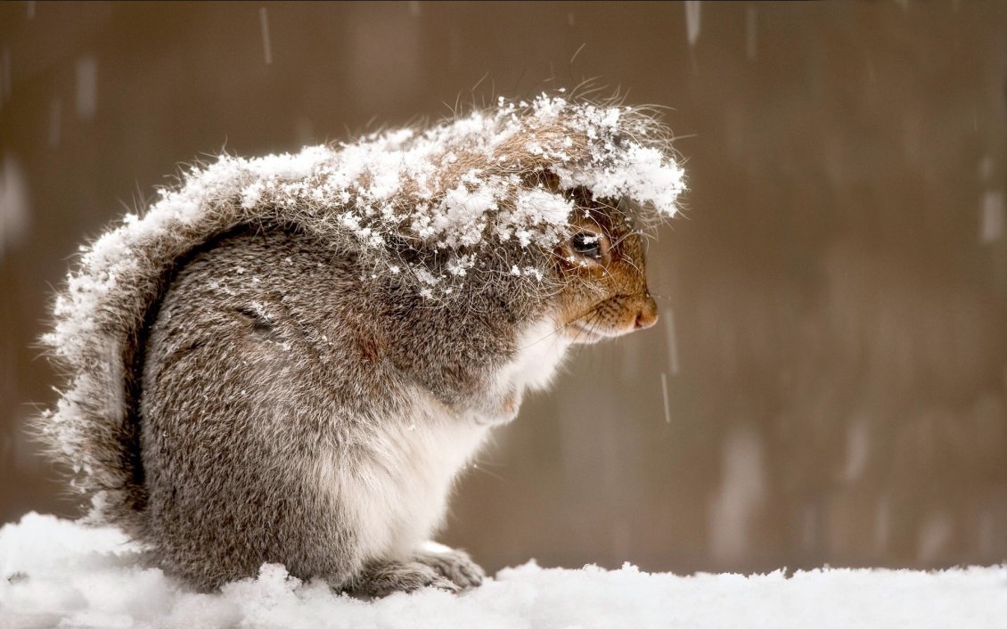 Download Wallpaper Frozen squirrel in the cold winter day