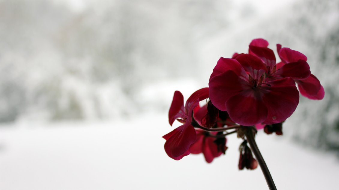 Download Wallpaper Dark red Orchid on a wonderful winter background