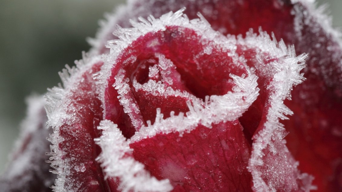 Download Wallpaper Macro water particles on a red rose - Frozen flower