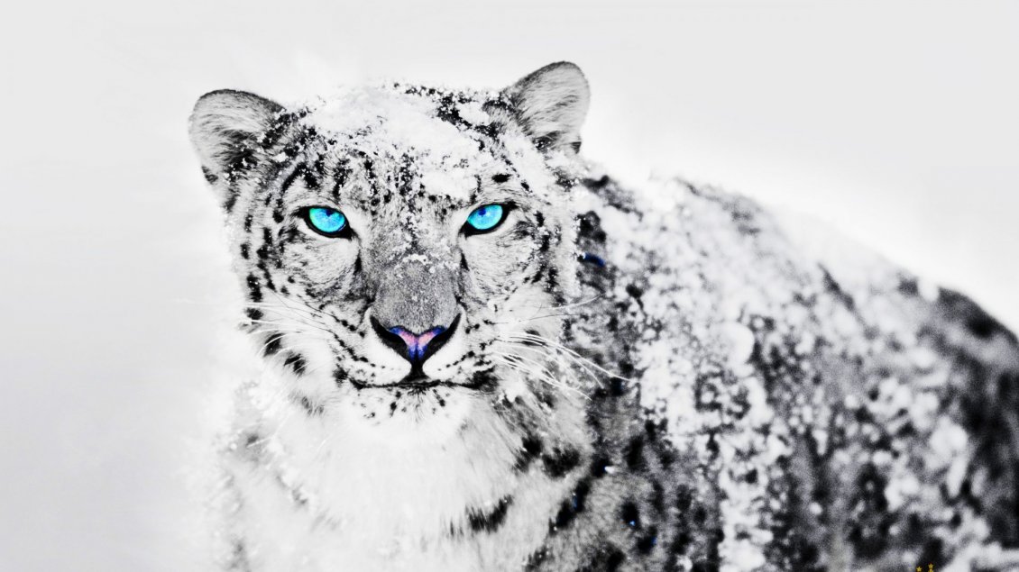 Download Wallpaper Wonderful blue eyes for a Siberian tiger - White snow