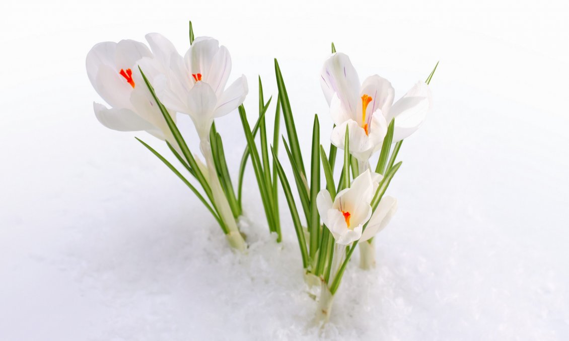 Download Wallpaper White flowers in the snow- HD spring wallpaper