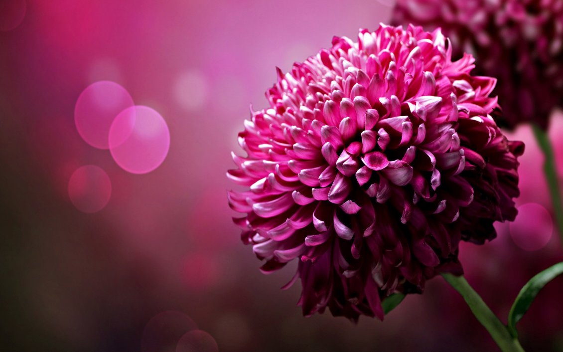 Download Wallpaper Wonderful dahlias pink flowers - HD spring wallpaper