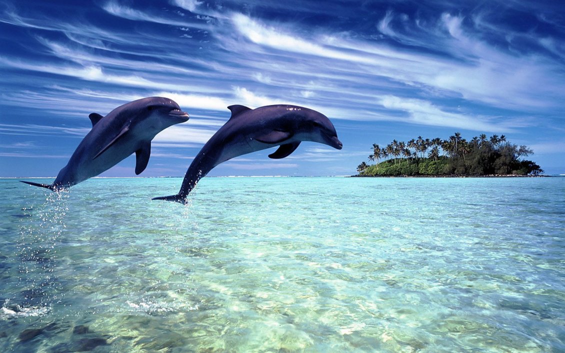 Download Wallpaper Two joyful dolphins playing in the water - HD wallpaper
