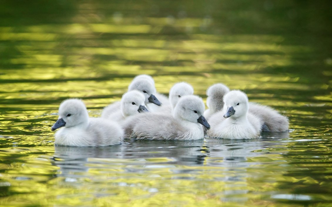 Download Wallpaper Little ducks on the lake - Wonderful baby animals