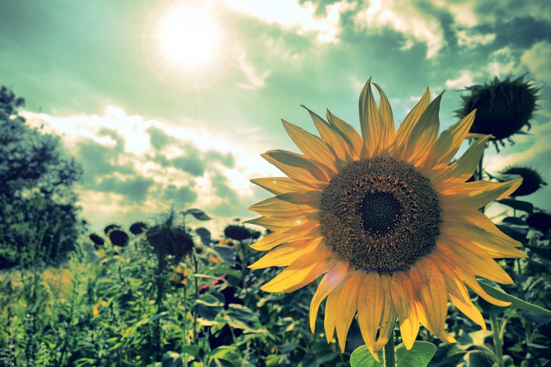 Download Wallpaper Smile sunflower - Wonderful field in the sun