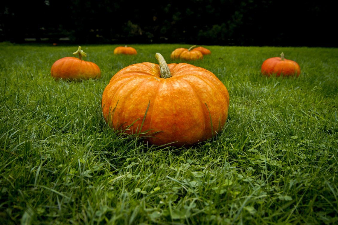 Download Wallpaper Big pumpkins on the green grass - HD wallpaper