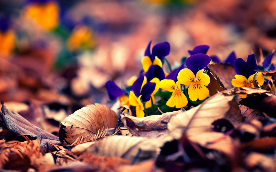 Download Wallpaper Yellow and purple pansies on the Autumn carpet of leaves