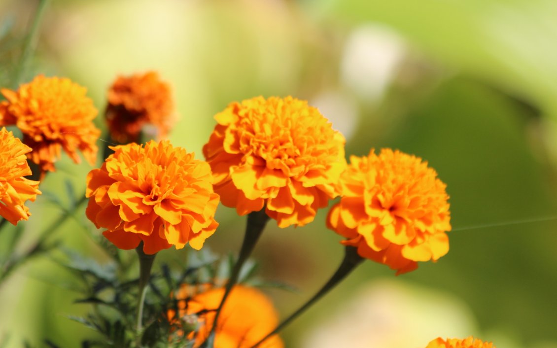 Download Wallpaper Wonderful orange flowers in the sunlight - HD wallpaper