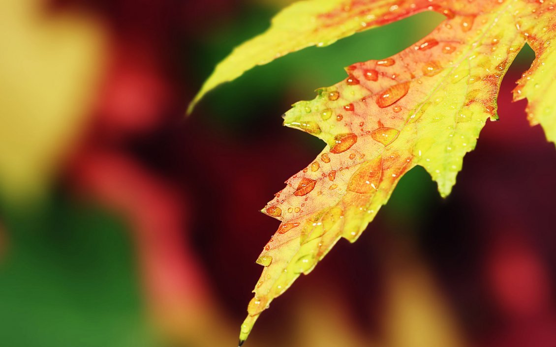 Download Wallpaper Macro water drops on a yellow Autumn leaf - HD wallpaper