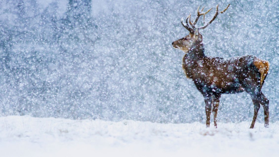 Download Wallpaper Wonderful snow in the winter season - Wild deer in nature