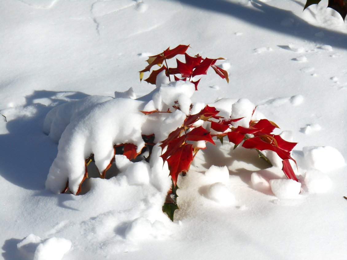 Download Wallpaper Red Autumn leaf under the cold snow - HD wallpaper