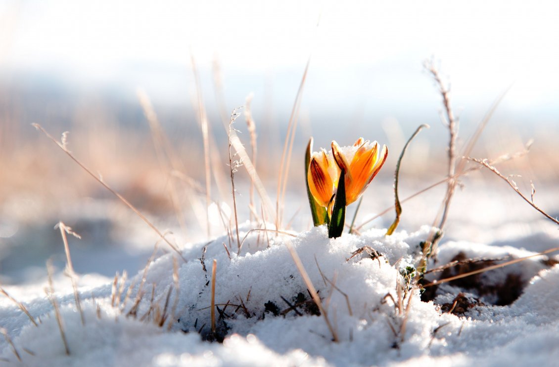 Download Wallpaper Yellow spring flower in the snow - HD wallpaper