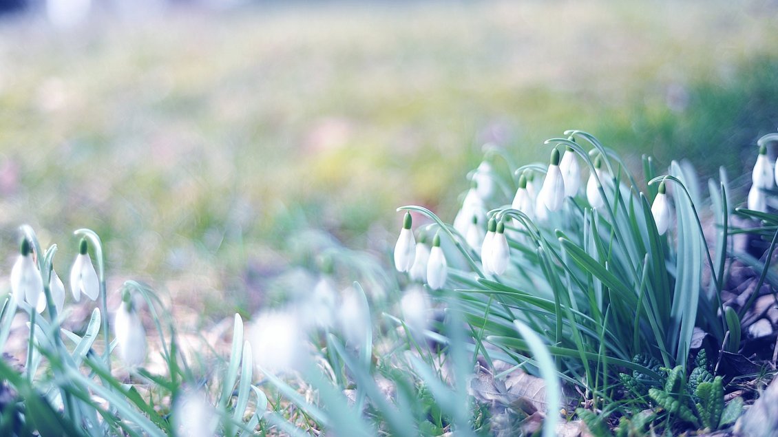 Download Wallpaper Lots of snowdrops in the garden - Spring season time