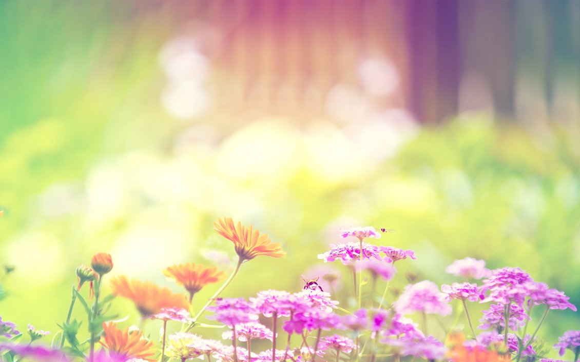 Download Wallpaper Colors in the garden - Spring season flowers