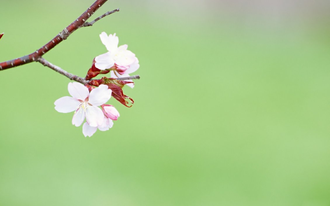 Download Wallpaper Branch of tree blossom - Spring season time