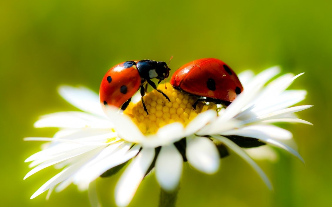 Download Wallpaper Two ladybugs on a flowers - Beautiful macro wallpaper