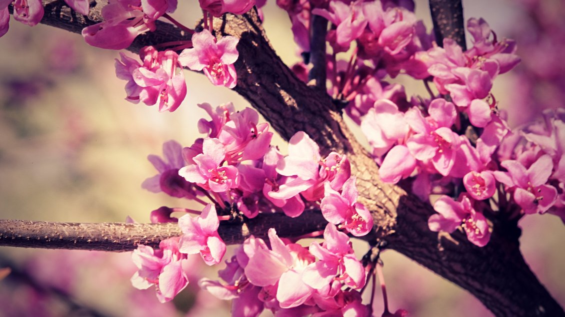 Download Wallpaper Cherry tree blossom flowers - HD wallpaper