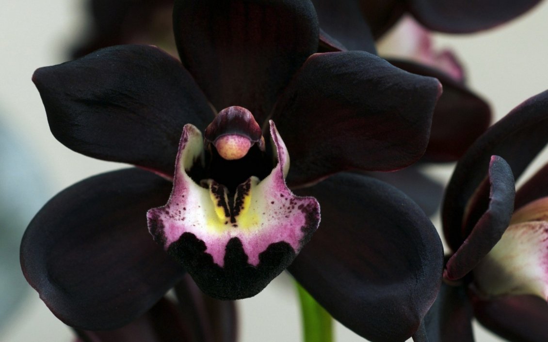 Download Wallpaper Wonderful rare black orchid flower - Macro wallpaper