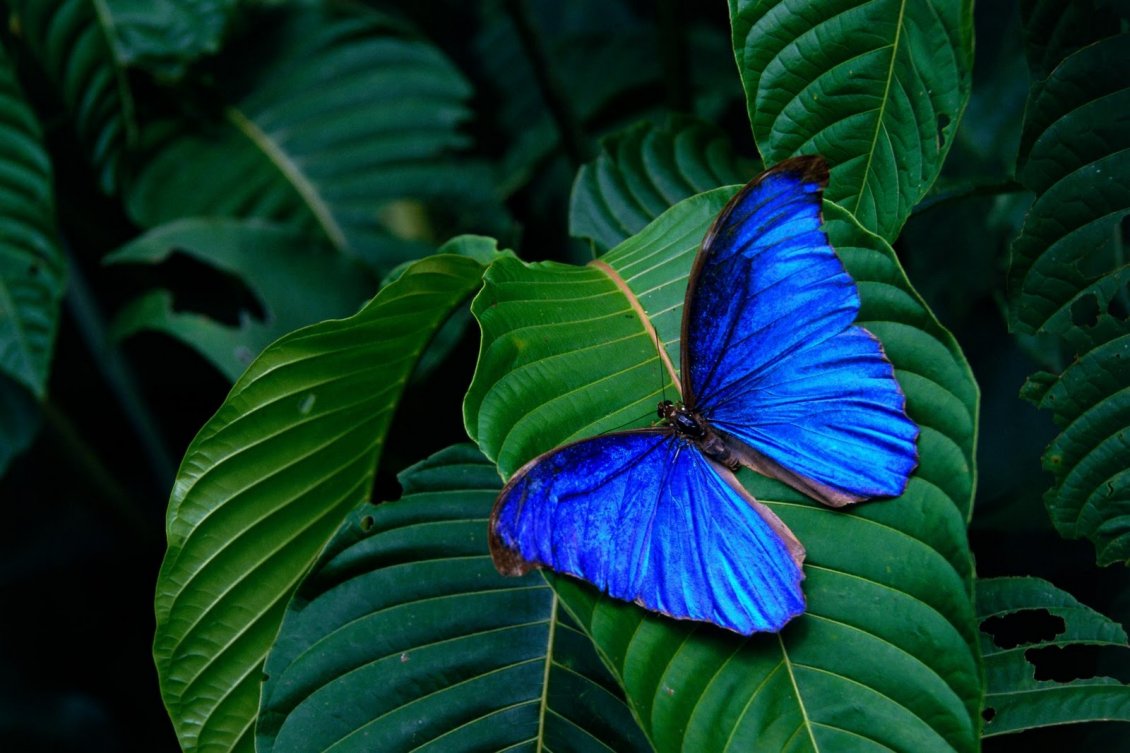 Download Wallpaper Wonderful blue butterfly on a green leaf - Macro wallpaper