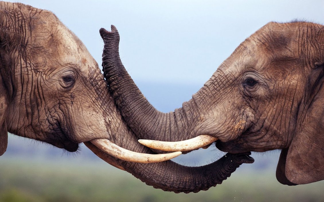 Download Wallpaper Kiss between two sweet elephants - HD wild animal