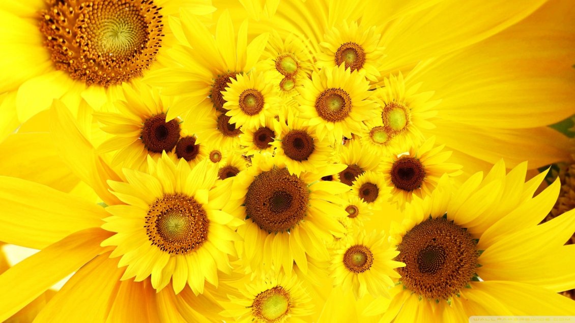 Download Wallpaper Golden flowers - Happy sunflowers on the wall