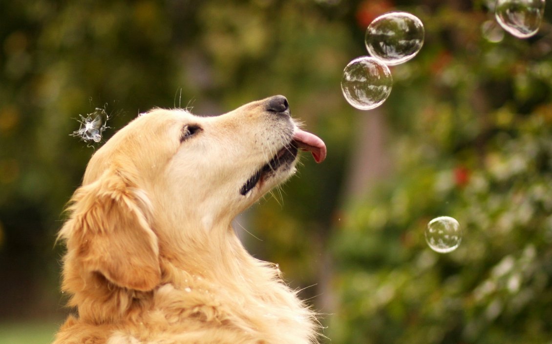 Download Wallpaper Sweet dog play with water soap balloons
