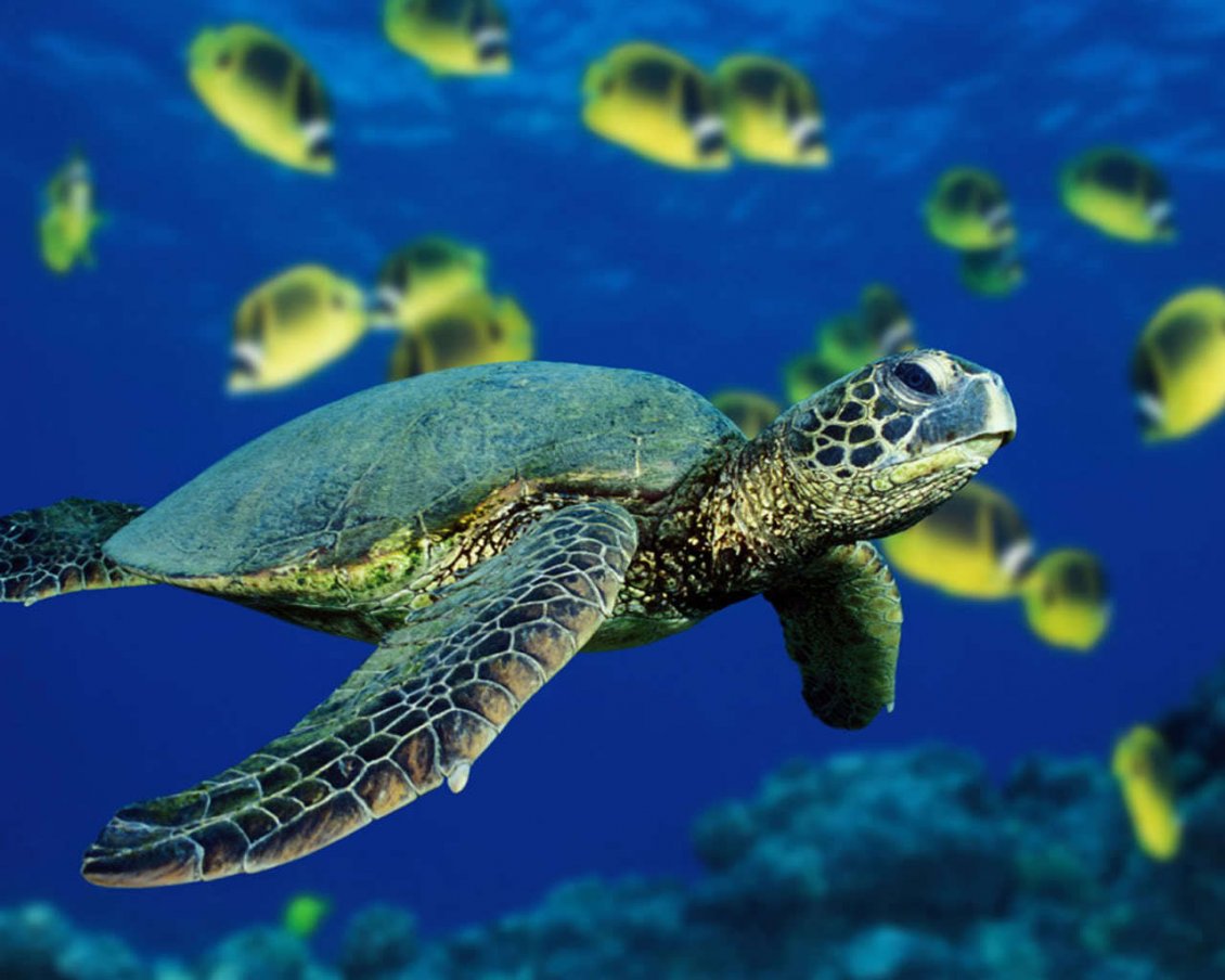 Download Wallpaper Turtle swimming under the ocean water - HD see animal