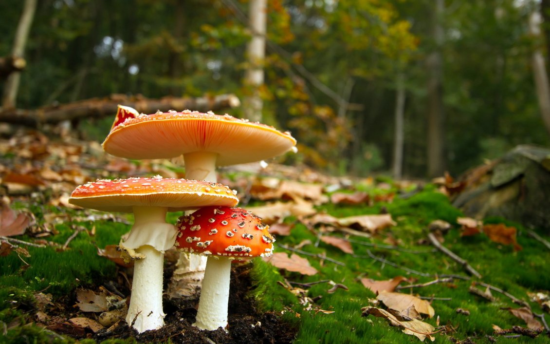 Download Wallpaper Poison mushrooms in the forest - Autumn season