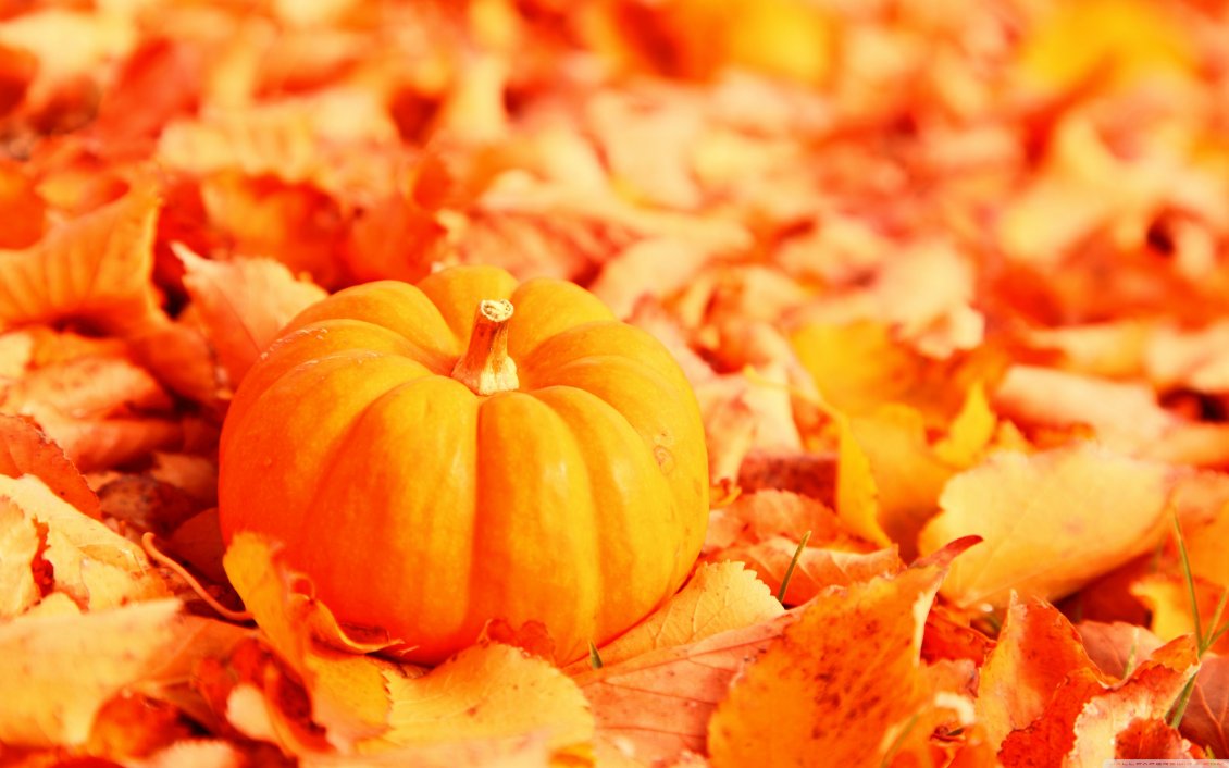 Download Wallpaper Wonderful orange pumpkin on an Autumn leaves carpet