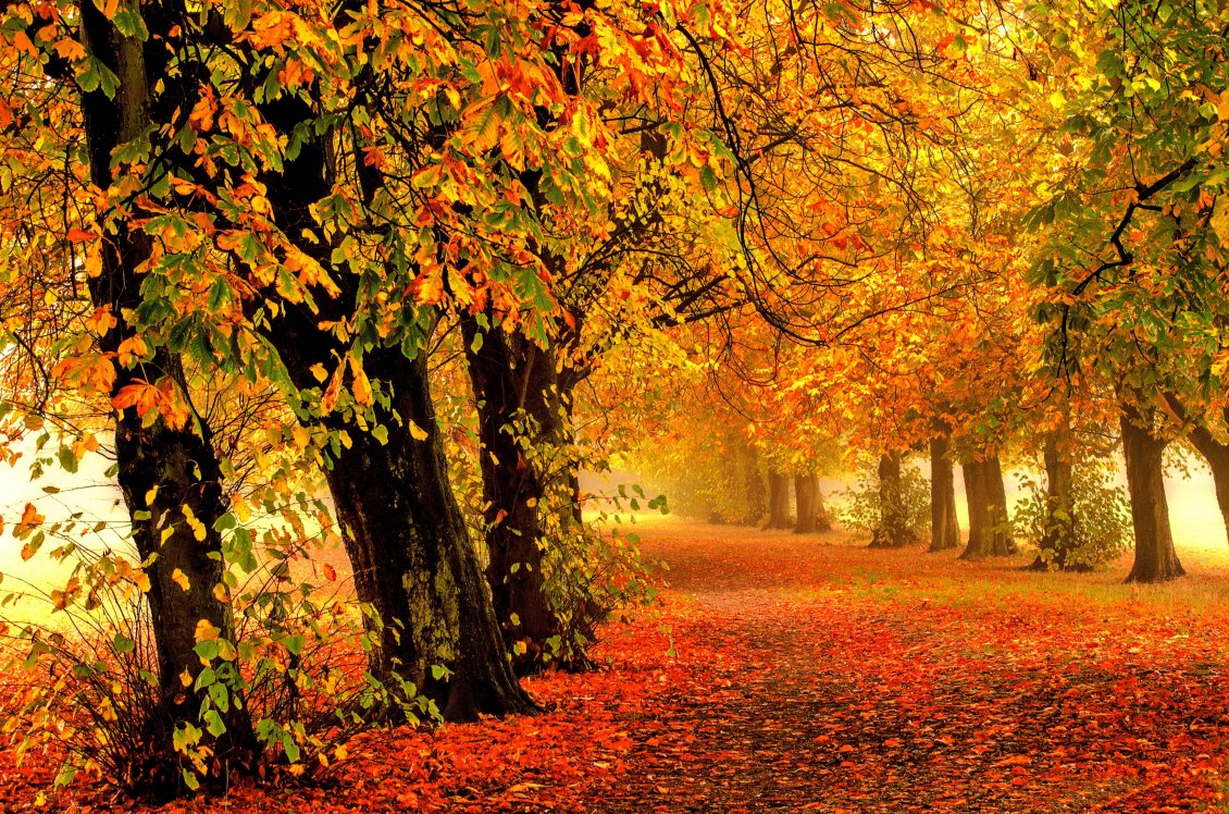 Download Wallpaper Path full with rusty Autumn lesvea in the forest - Season
