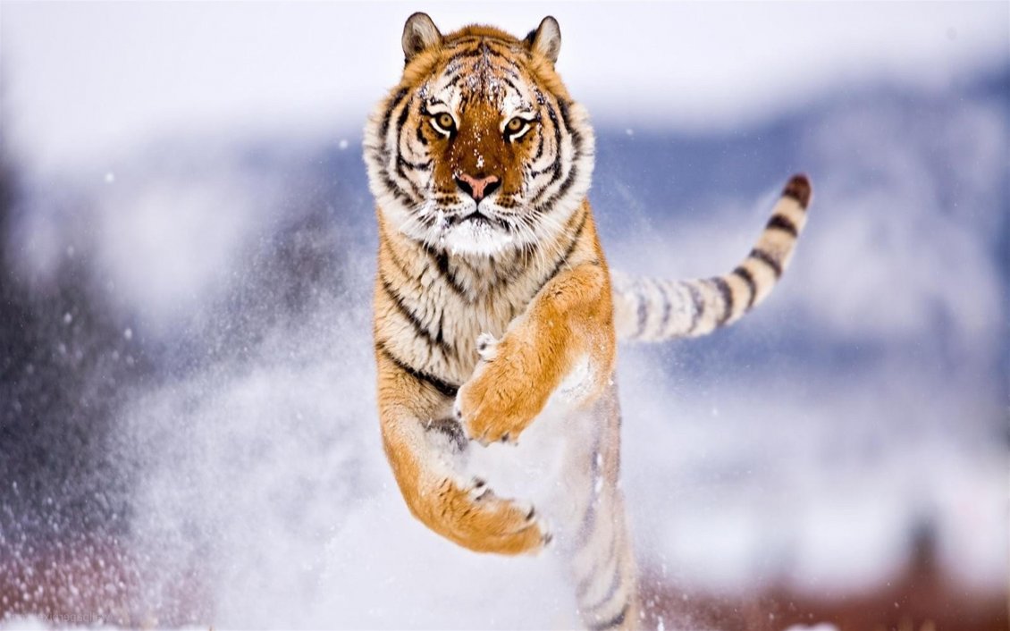 Download Wallpaper Spectacular jump in the snow - Furious tiger