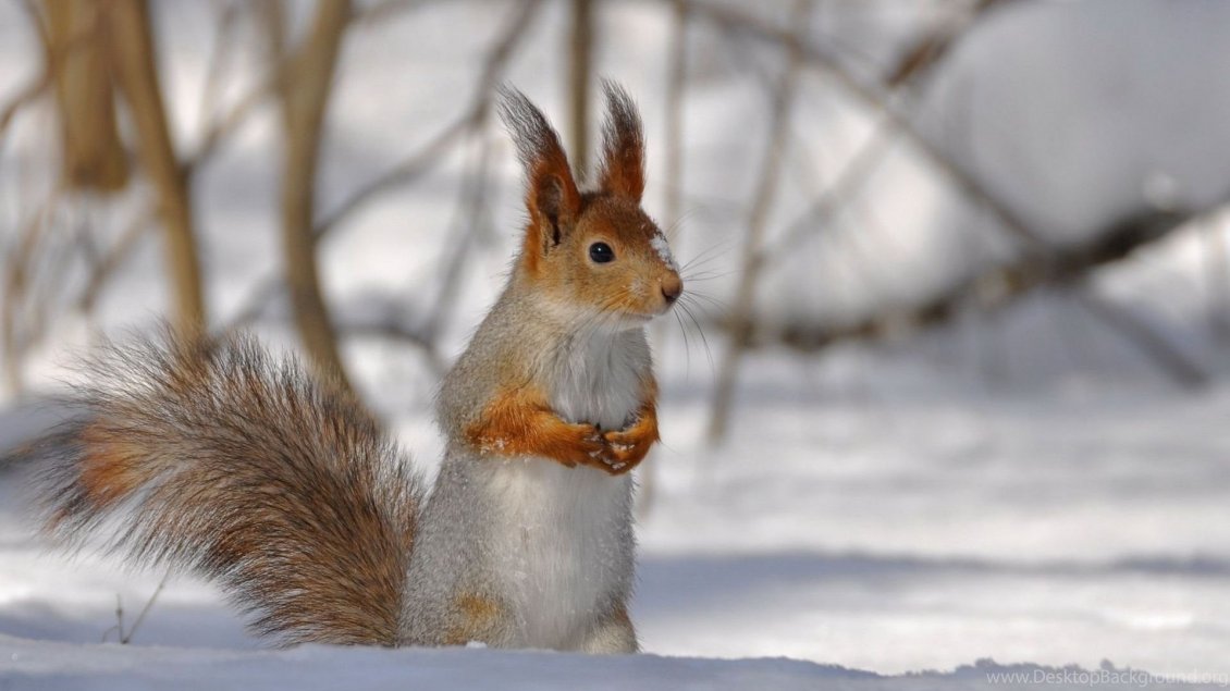 Download Wallpaper Sweet little squirrel in the snow - HD wallpaper